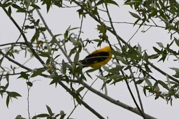 Eurasian Golden Oriole
